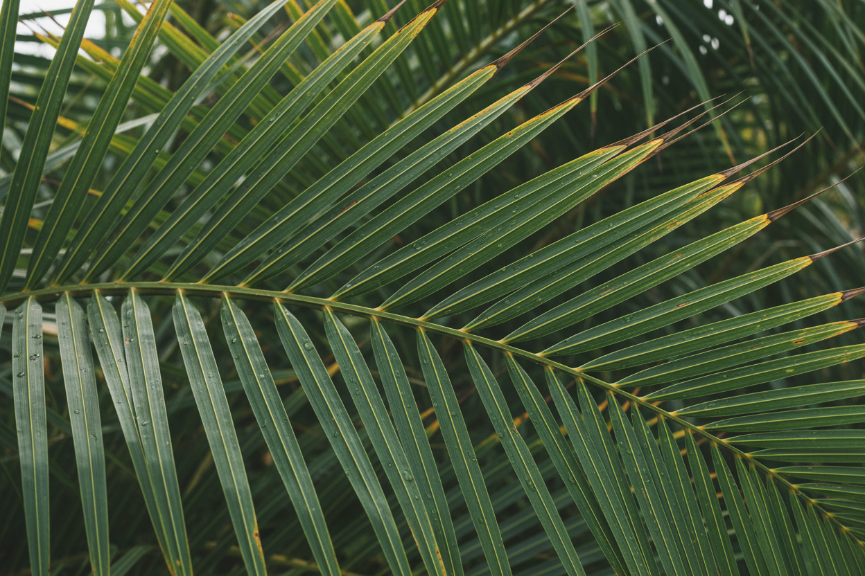 palm leaves close up. picture small in vertical height